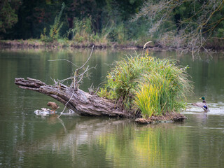 Trunk with grass and ducks in a small lake