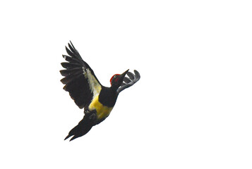 White-bellied Woodpecker, Dryocopus javensis confusus