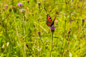 Wild flowers and butterfly