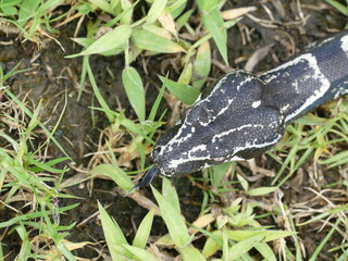 Boa constrictor longicauda, Peru. Diese Unterart wurde erst 1991 von Price & Russo beschrieben. 