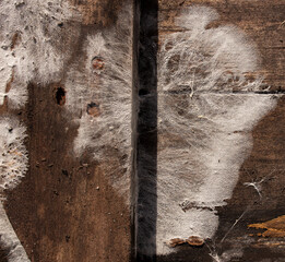 White mold on a wooden Board. Beautiful pattern of mold and corrosion. Old rotten wood with cracks and fungus.
