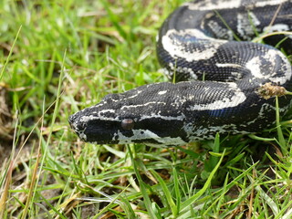 Boa constrictor longicauda, Peru. Diese Unterart wurde erst 1991 von Price & Russo beschrieben. 