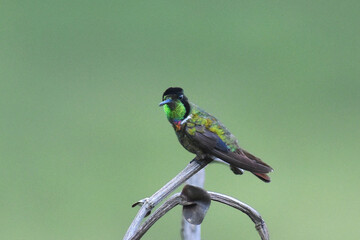 Hooded Visorbearer, Augastes lumachella