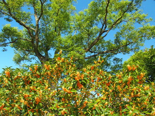 Fototapeta na wymiar 公園の満開の金木犀と楠木と青空
