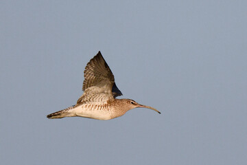 Siberian Whimbrel, Numenius phaeopus variegatus