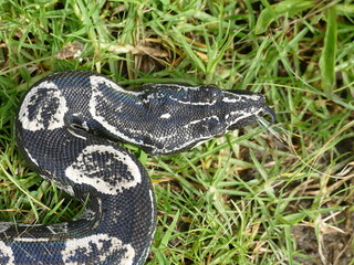 Boa constrictor longicauda, Peru. Diese Unterart wurde erst 1991 von Price & Russo beschrieben. 