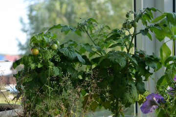 Fototapeta na wymiar Small urban garden on the balcony with petunia, chervil and tomatoes