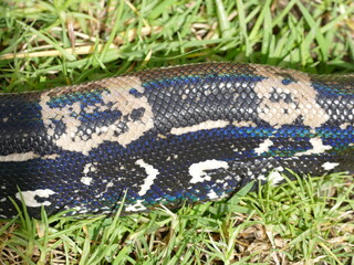 Obraz premium Boa constrictor longicauda, Peru. Diese Unterart wurde erst 1991 von Price & Russo beschrieben. 