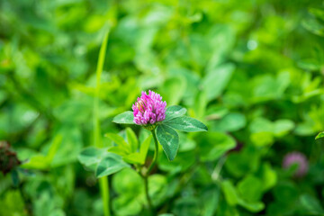 Blooming clover (Trifolium pratense) with water drops in the garden. Selective focus.