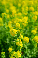 Obraz premium 黄色い菜の花