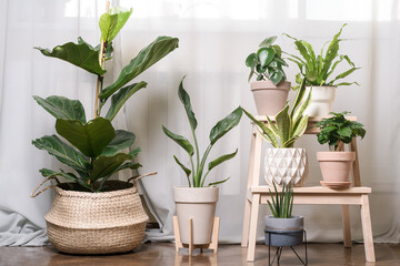 Close-up view of various beautiful green houseplants in pots on white, urban jungle
