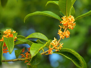 公園に咲く満開の金木犀