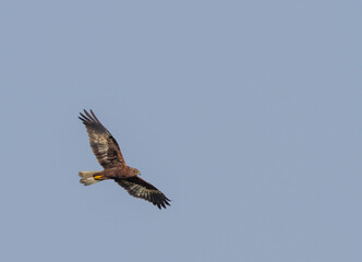 Fototapeta premium Western Marsh Harrier, Circus aeruginosus