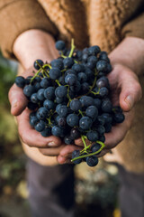 Naklejka na ściany i meble Freshly harvested bunch of ripe black grape in farmers hands. Autumn harvest. Selective focus. Shallow depth of field.