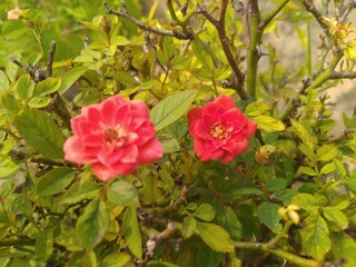Red Rose in the Garden