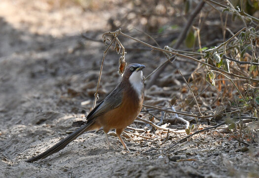 White-throated Babbler, Argya gularis