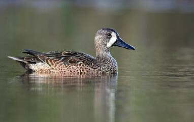 Blue-winged Teal, Anas discors
