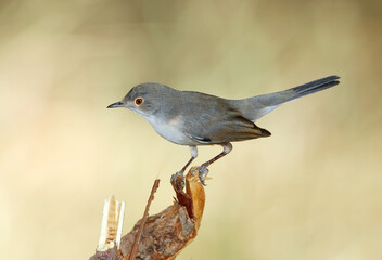 Menetries's Warbler, Sylvia mystacea