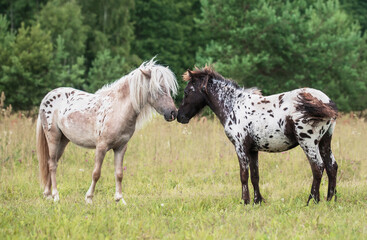 Friendship of two lovely appaloosa ponies on the summer pasture