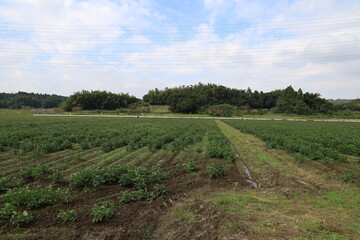 Obraz premium 田舎の風景