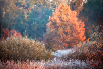 Autumn landscape of variegated forest and plants. Soft focus and warm gentle autumn light.