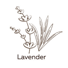 vector image of lavender, monochrome hand drawing for plant design