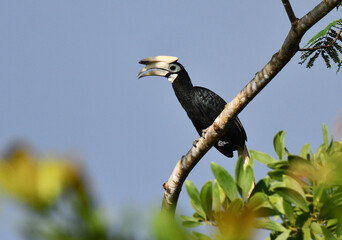 Palawan Hornbill, Anthracoceros marchei