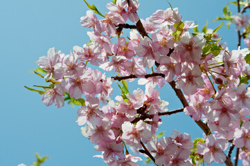 空に抜ける緋寒桜の枝