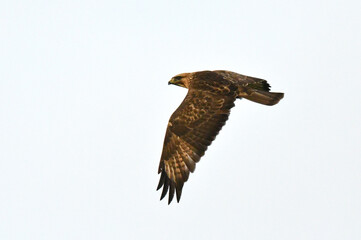 Himalayan Buzzard, Buteo burmanicus