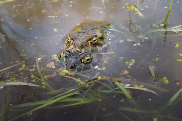 Palearctic green toads in the water