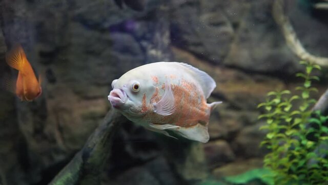 ocular astronotus or Oscar is a fish in the cichlid family from South America.