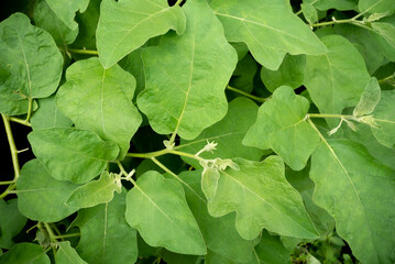Fresh green eggplant leaves and branch