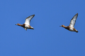 Ferruginous Duck, Aythya nyroca