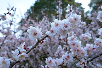 綺麗に咲いた白梅の花「鶯宿」