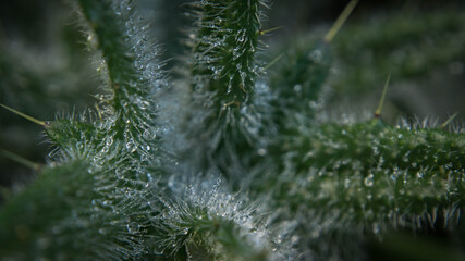the leaves of the thistle are covered with small dew drops