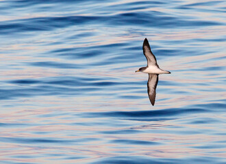 Cory's Shearwater, Calonectris diomedea borealis