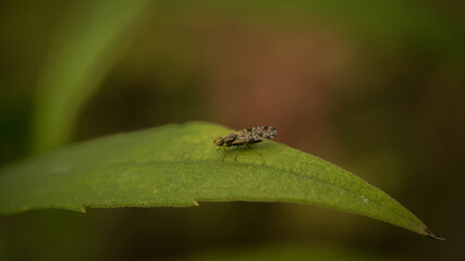 small midge with speckled wings on a leaf