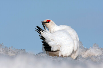 Svalbard Rock Ptarmigan, Lagopus muta hyperborea