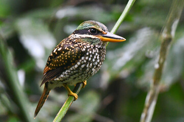 Spotted Wood Kingfisher, Actenoides lindsayi