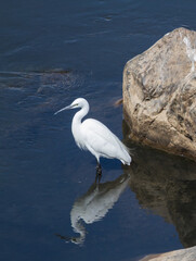 Little Egret (Egretta garzetta) wading in a river with his reflection in the water in Kruger National Park, South Africa