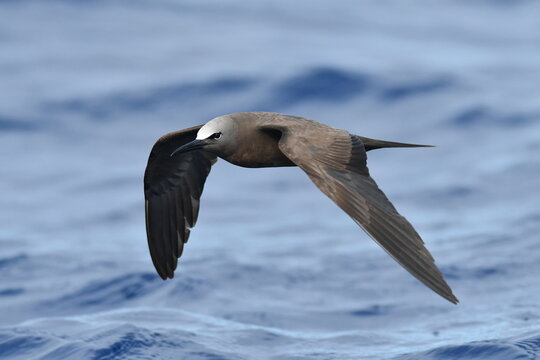 Brown Noddy, Anous stolidus stolidus