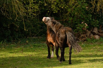 two horses biting each other in an English field