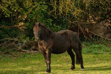Solitary elderly scruffy horse observing  camera.
