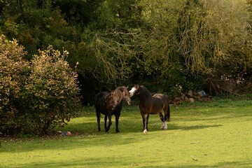 Two horses affectionately nuzzling after a fight.