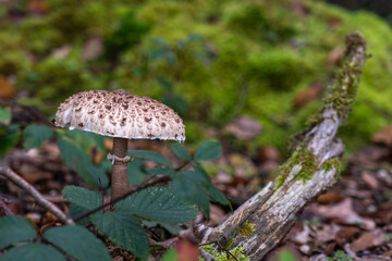 Parasol Pilz