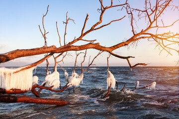 Vereistes Treibholz an der Küste der Ostsee auf der Insel Rügen