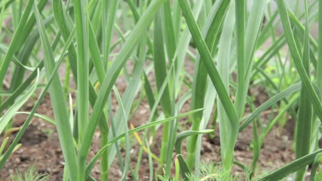 garlic grows in the ground in spring, close up. Organically grown garlic plantation in the vegetable garden.