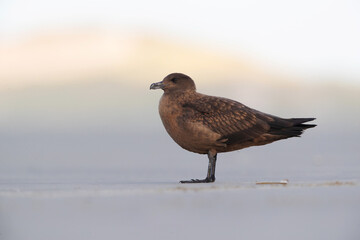 Great Skua, Catharacta skua
