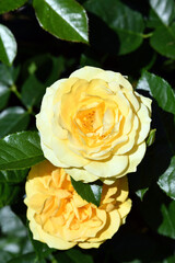 Yellow rose in the garden