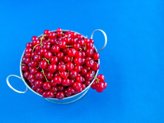A metal basin filled with red currants on pink background on blue background